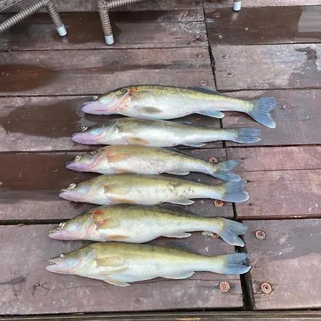 וילה Pod Javorem *