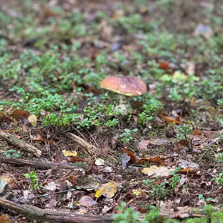 Pod Javorem * פרימבורק