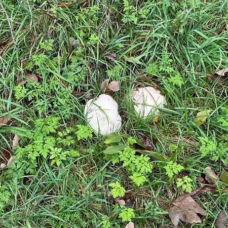 Pod Javorem וילה פרימבורק