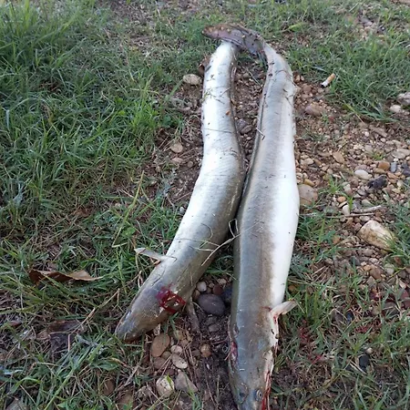 וילה Pod Javorem פרימבורק