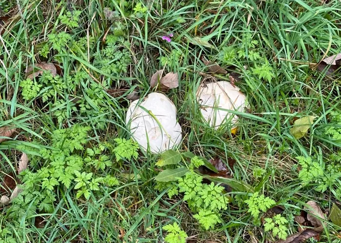 Pod Javorem Villa Frymburk